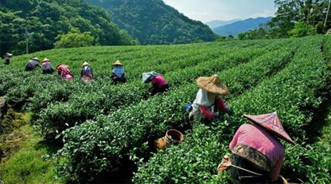 Shaoxing Shengzhou Çay Sanayi Gelişimi için Hızlı İleri Düğmesine Basın